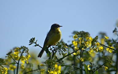 Obraz premium Yellow Wagtail (Motacilla flava). Single Yellow wagtail bird on a rapeseed flower. Bird in rapeseed field.