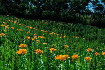 Obraz premium オレンジのユリ