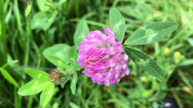 Red clover, medicinal and fodder plant with flower