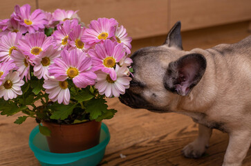 French bulldog puppy sniffing flowers in a pot