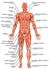 Didactic board of anatomy of man muscular system, anterior view, full body - obrazy, fototapety, plakaty