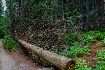 View of a large fallen tree with dry branches and peeled bark in a summer forest