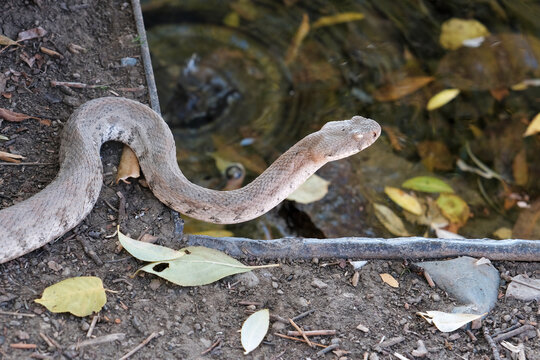A molting viper lies near by drinking fountain. Khosrov Reserve, Armenia.