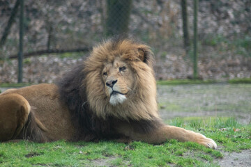 Obraz na płótnie Canvas male lion in the zoo