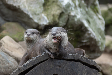 two marmot in the zoo