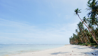 Sunny day on the tropical beach with coconut palm trees.