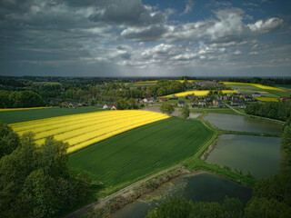 pole kwitnącego rzepaku przy lesie i stawach #4