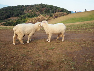 Fototapeta premium Two fluffy sheep stand face to face to greet each other or compete for the title of leader. Coridel sheep stand face to face on a farm. It is a quadruped that chews the cud and feeds on mammals. 