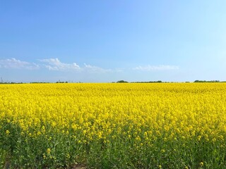 Rapeseed field yellow flowers in spring against blue sky.