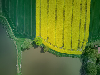 pole rzepaku koło stawów hodowlanych  3 © Artur