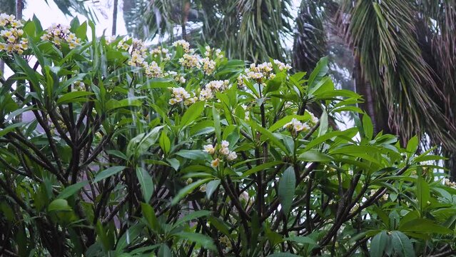 white flowers on green tree under rain