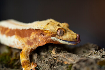 Correlophus ciliatus (crested gecko) is a species of gecko native to southern New Caledonia.