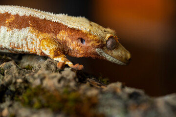 Correlophus ciliatus (crested gecko) is a species of gecko native to southern New Caledonia.