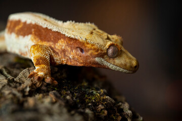 Correlophus ciliatus (crested gecko) is a species of gecko native to southern New Caledonia.