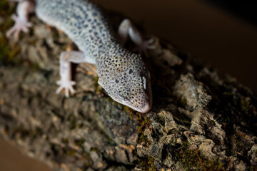Leopard gecko (Latin: Eublepharis macularius). sitting on a brunch. Macro photo.