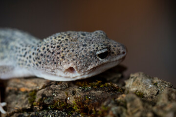 Leopard gecko (Latin: Eublepharis macularius). sitting on a brunch. Macro photo.