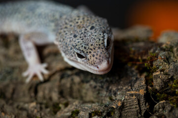 Leopard gecko (Latin: Eublepharis macularius). sitting on a brunch. Macro photo.