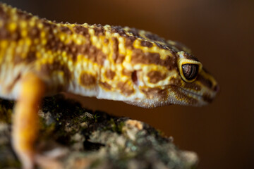 Leopard gecko (Latin: Eublepharis macularius). sitting on a brunch. Macro photo.