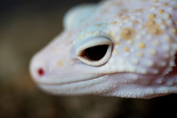 A Blazing Blizzard is a combination of the Blizzard morph and any of the 3 Albino strains. A Blazing Blizzard is a Blizzard which will have more of a yellow coloring.