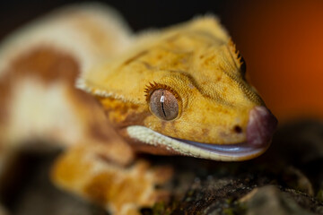 Correlophus ciliatus (crested gecko) is a species of gecko native to southern New Caledonia.