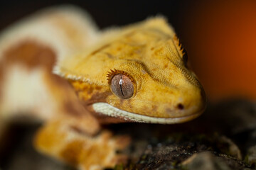 Correlophus ciliatus (crested gecko) is a species of gecko native to southern New Caledonia.