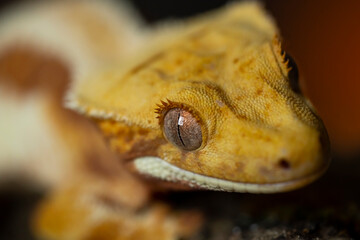Correlophus ciliatus (crested gecko) is a species of gecko native to southern New Caledonia.