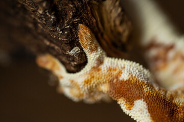 Correlophus ciliatus (crested gecko) is a species of gecko native to southern New Caledonia.