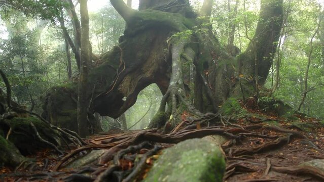beautiful huge cedar tree in foggy forest, camera moves towards the old mysterious tree. Mystical walk in misty cedar woods, fairy tale forest landscape