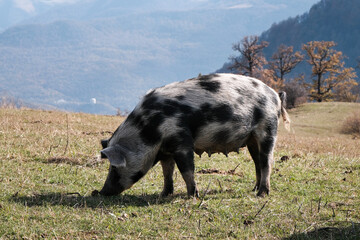 A pig grazing on the mountain slope on sunny autumn day. Surroundings of Haghartsin village, Armenia.
