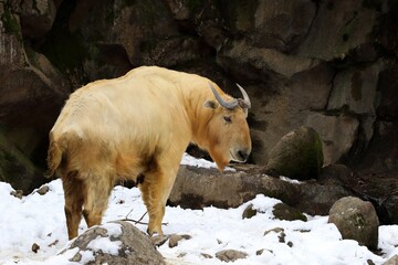 Fototapeta premium 雪の上のゴールデンターキン