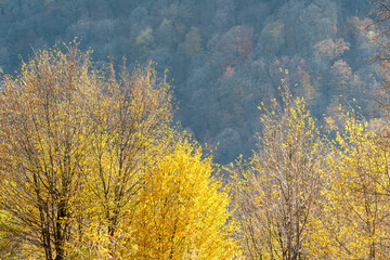 Fototapeta na wymiar View of mountain forest on sunny autumn day. Dilijan National Park, Armenia.