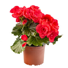 Begonia with spectacularly red bright flowers