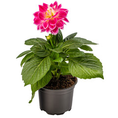 Dahlia flower in blossom