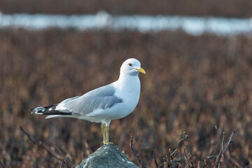 Seagull are sitting on a large stone close up