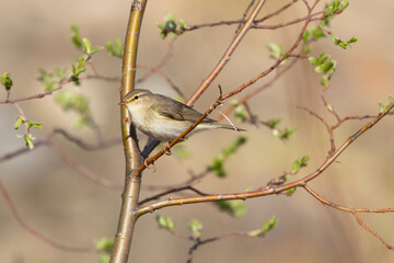 Obraz premium Willow warbler sitting on a tree branch