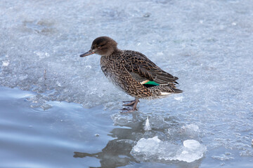 Female Eurasian teal stands in the snow on the shore of a lake