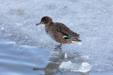 Female Eurasian teal stands in the snow on the shore of a lake