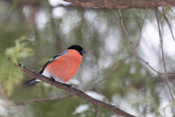 Male bullfinch sits on a tree branch