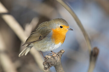 Robin bird sits on a tree branch  close up