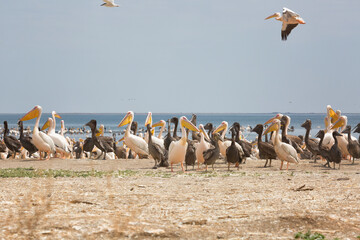 Pink pelicans with chicks on the shore of Lake Manich-Gudilo in Kalmykia, Russia