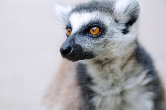 Close-up of a ring-tailed lemur (Lemur catta) © Raquel Pedrosa