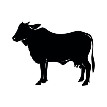 Set of cows. Black silhouette cow isolated on white.