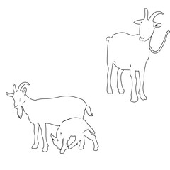 Goat illustration and outline