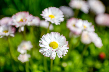 Fototapeta na wymiar White daisy flowers. On a sunny meadow.