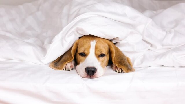 The beagle dog is lying in bed under a white blanket. 4k footage