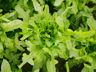 Rocket arugula leaves vegetable roquette rucola bio green lettuce harvest farmer farming Eruca...