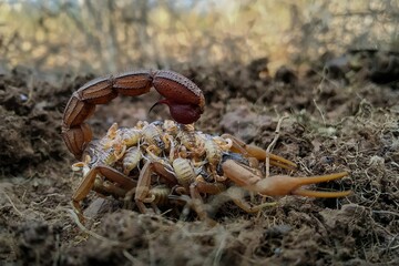 Female Indian red scorpion carrying babies (Scorplings) on her back⁣