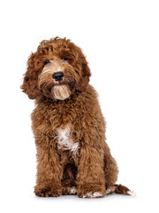 Adorable Autralian Cobberdog aka Labradoodle dog pup, sitting up facing front. Looking towards camera with cute head tilt. White spots on chest and toes. Isolated on a white background.