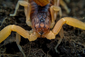 Close up of head of Indian red scorpion, Hottentotta tamulus, Maharashtra, India