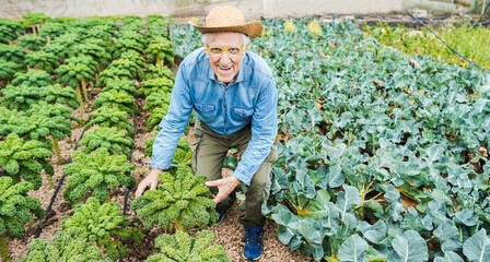 Senior caucasian man picking up organic vegetables outdoor - Local food product and small business concept